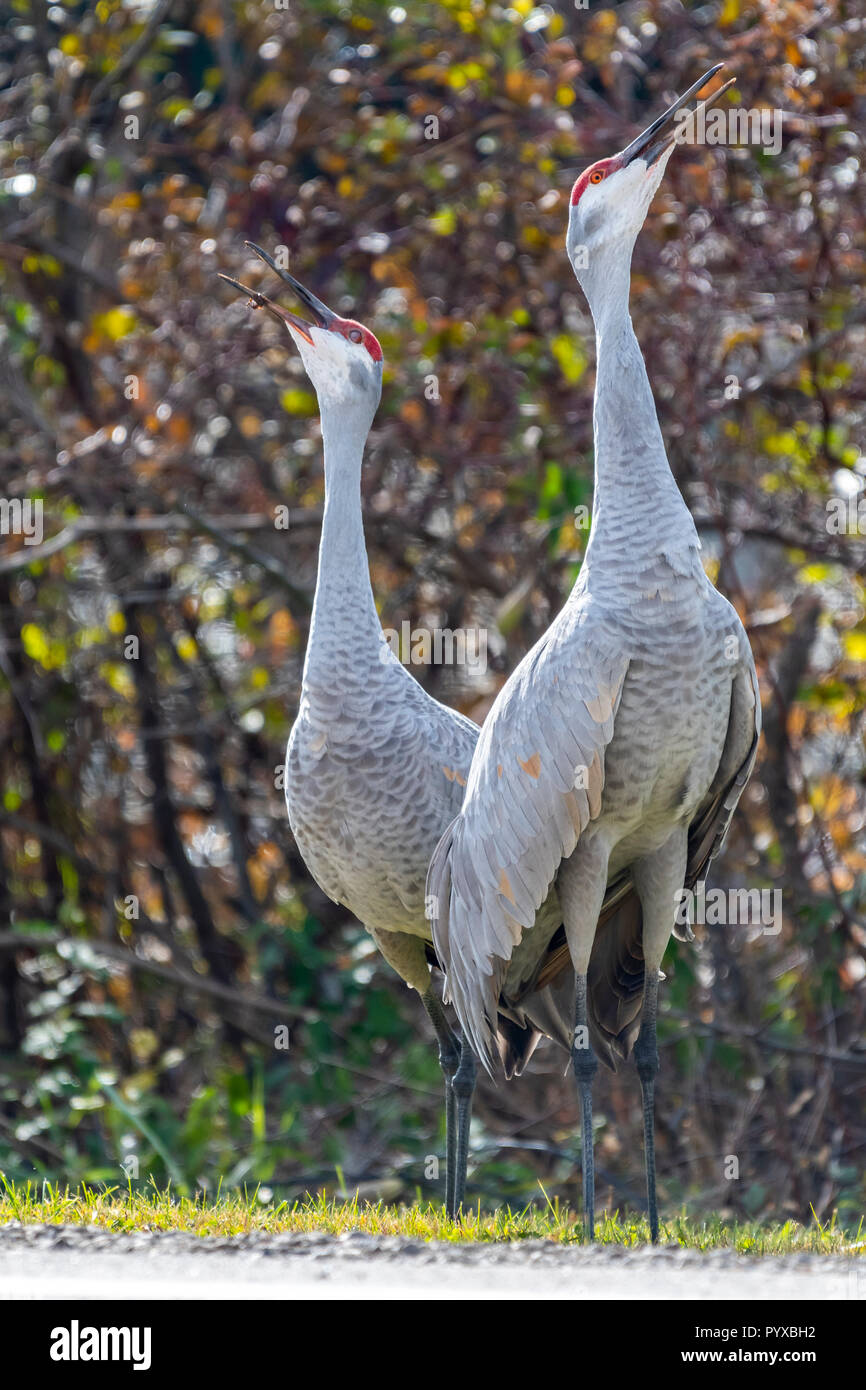 Zwei erwachsene Kanadakraniche (Antigone canadensis) stehen und Berufung. Stockfoto