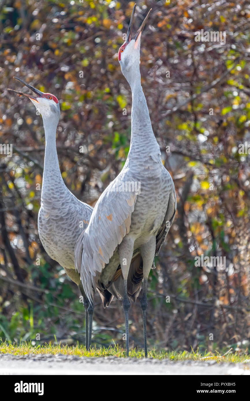 Zwei erwachsene Kanadakraniche (Antigone canadensis) stehen und Berufung. Stockfoto