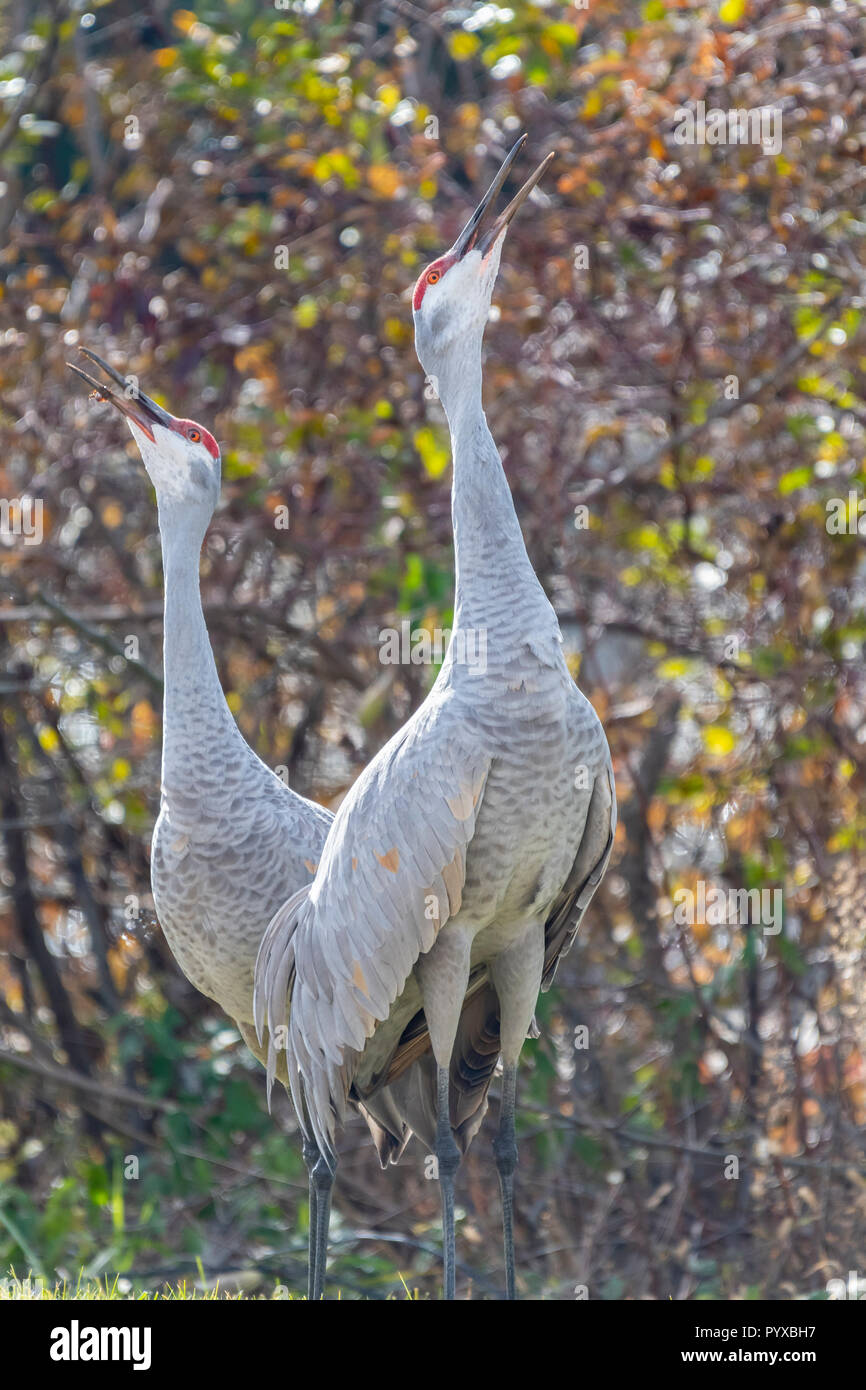 Zwei erwachsene Kanadakraniche (Antigone canadensis) stehen und Berufung. Stockfoto