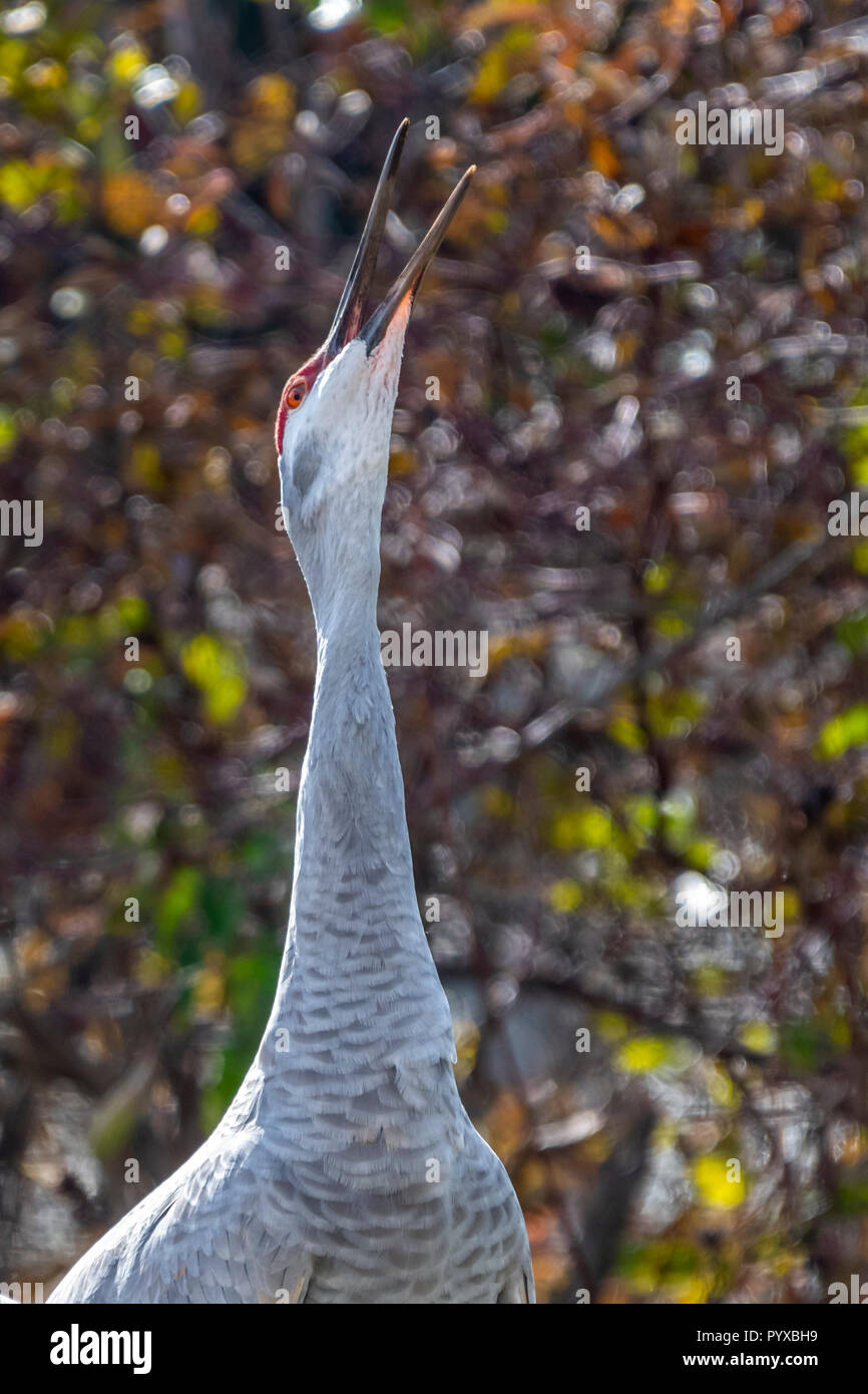 Sandhill Crane (Antigone canadensis) stehen und Berufung. Stockfoto