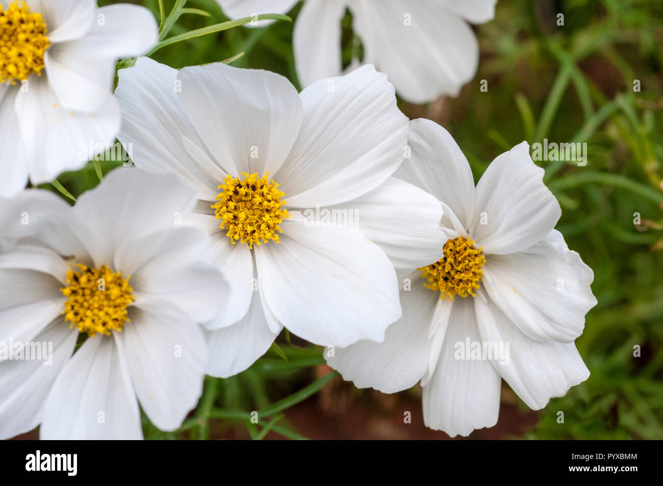 Gruppe von weißen Cosmos Sonata Blumen mit gelben Zentren vor dem Hintergrund von feathery gefiederten Blättern gesetzt. Ein Sommer blüht jährlich Stockfoto