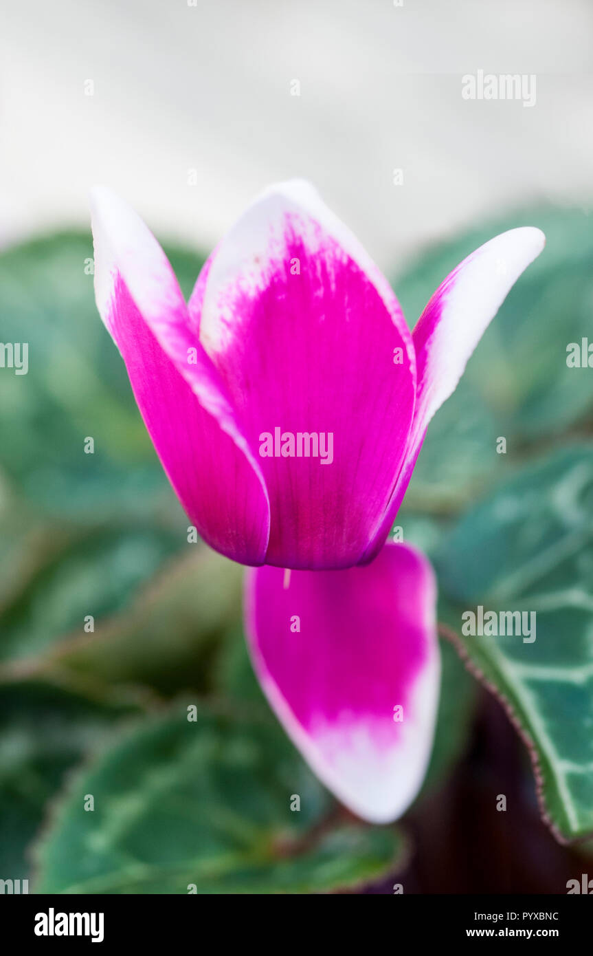 Cyclamen Coum einzelne Blume in der Nähe Stockfoto