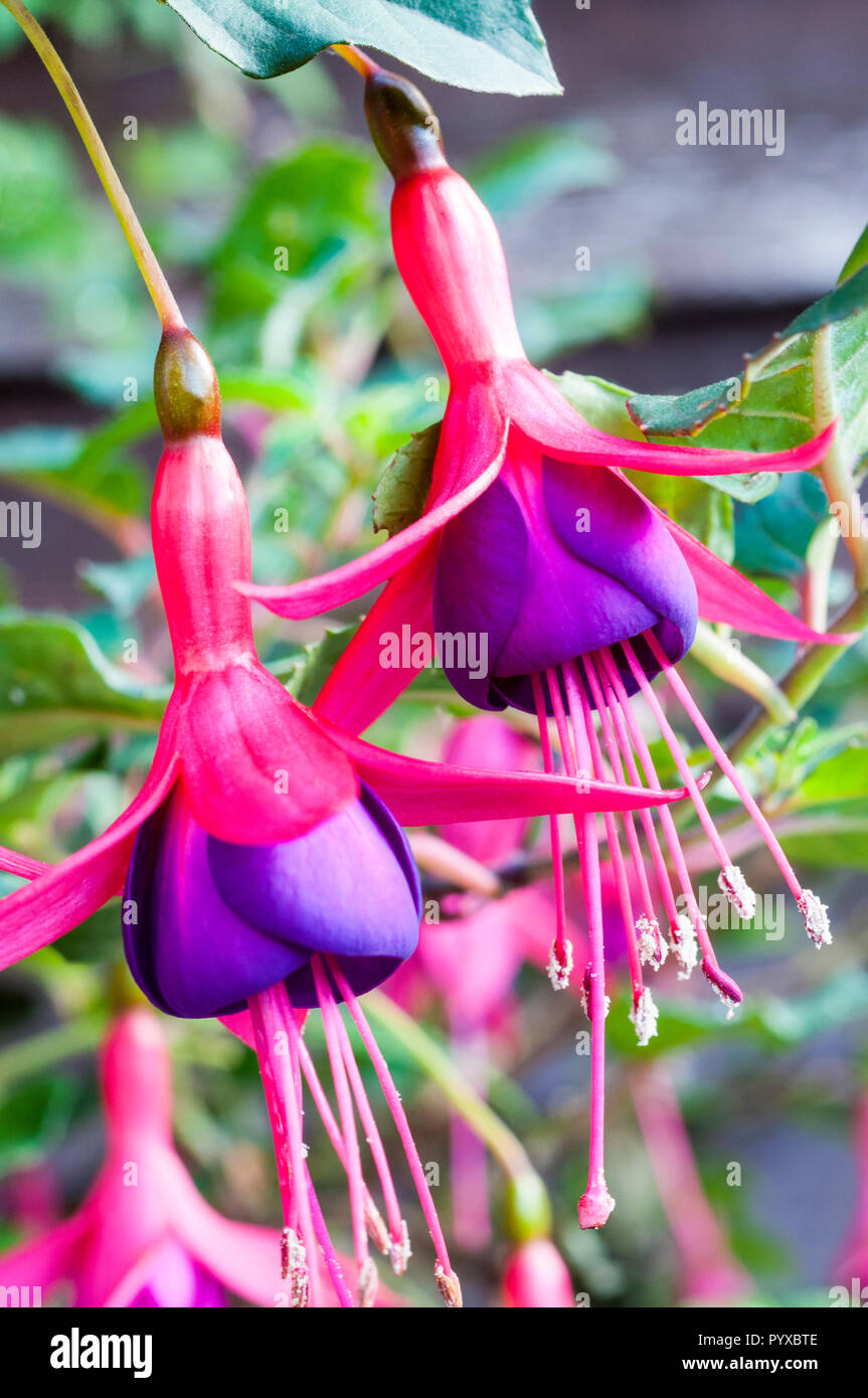 Blumen von Pink Dollar Princess Stockfoto