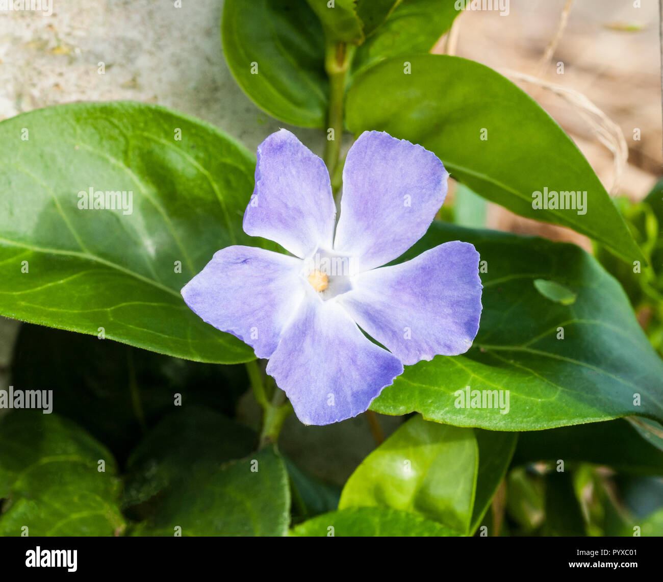 Vinca major Größer Immergrün in Nahaufnahme. immergrüner Strauch, dass Blumen von Frühling bis Herbst. Stockfoto