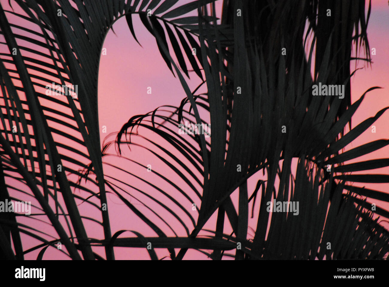 Ein Abstract in der Nähe von dunklen Palm Blätter in einem rosa BaJa Mexiko Sonnenuntergang einen herrlichen Hintergrund. Stockfoto