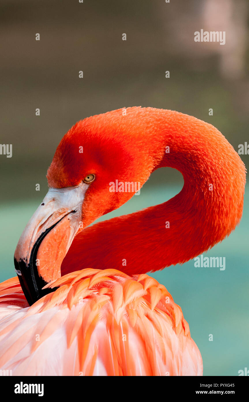 Amerikanische Flamingo (phoenicopterus ruber), Zoo von San Diego, Kalifornien. Stockfoto