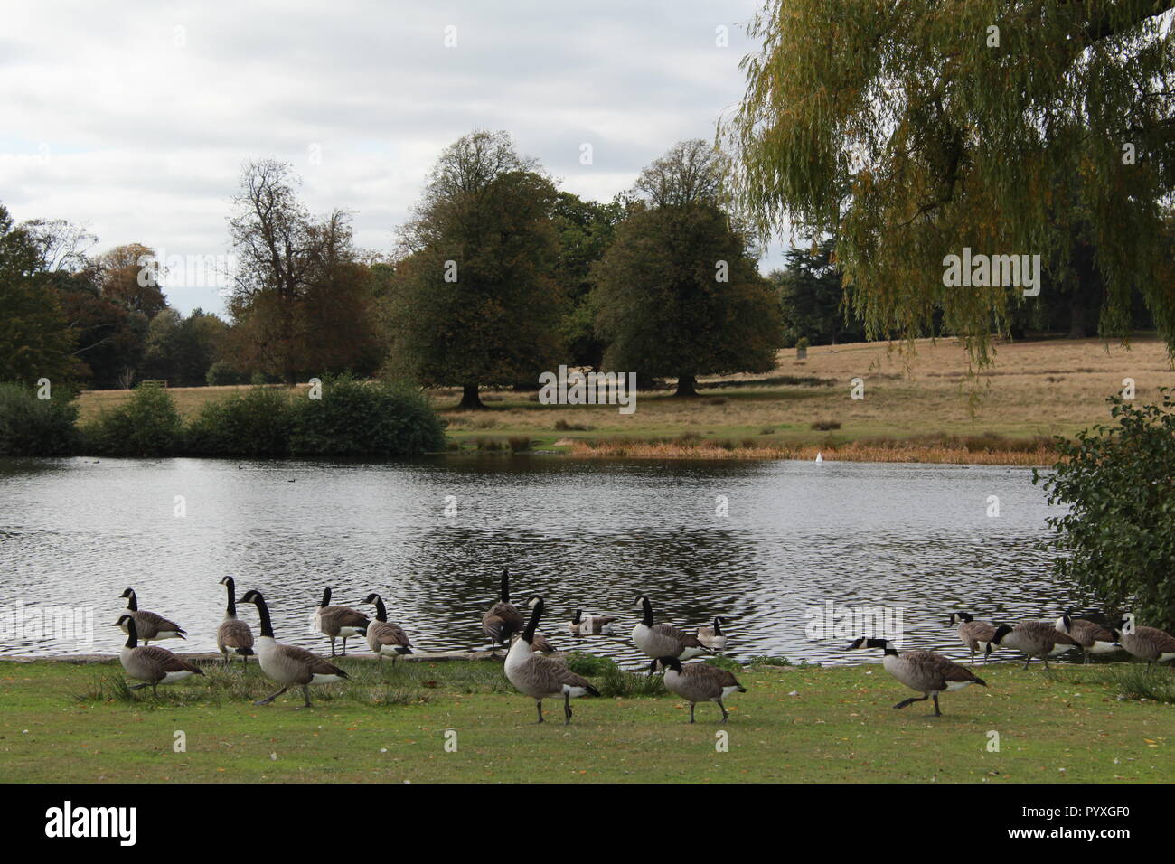 Enten füttern durch einen See in Petworth House Stockfoto