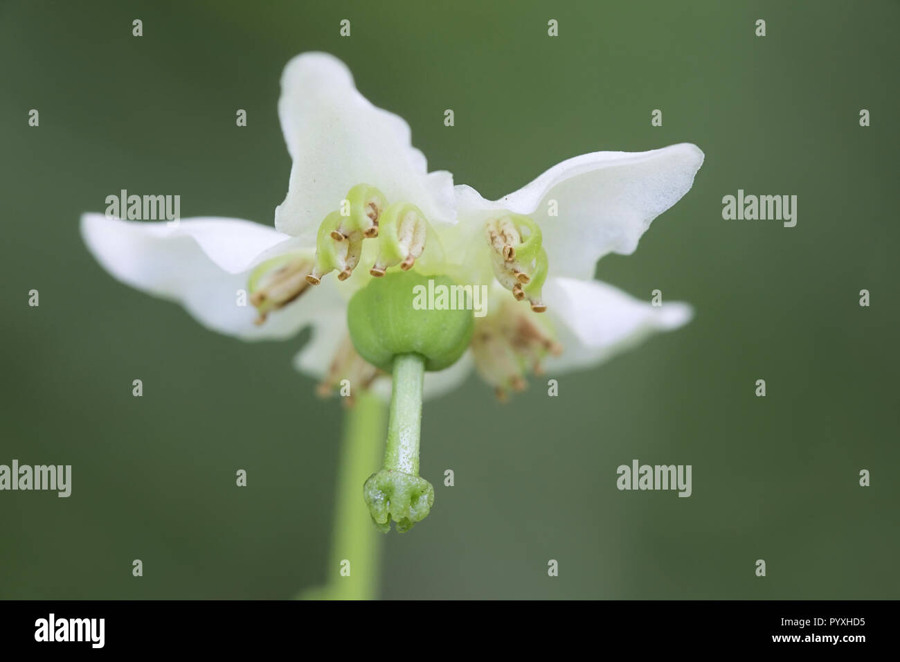 Moneses Uniflora, der einen blühenden Wintergreen, auch genannt das einzige Freude Stockfoto