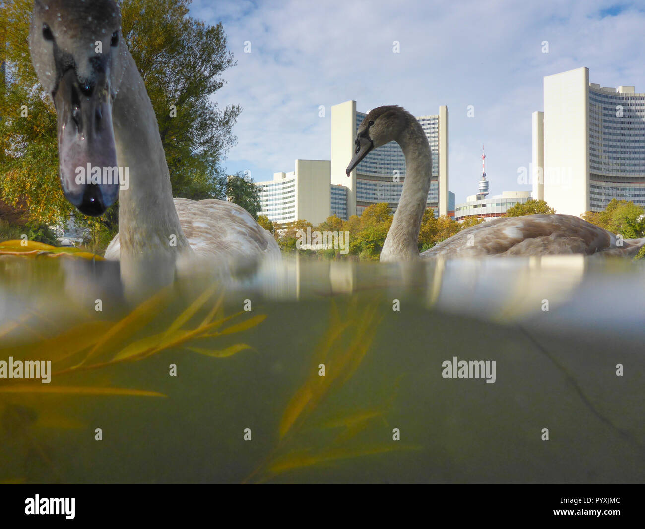 Wien, Wien: junger Höckerschwan (Cygnus olor), See Kaiserwasser, UN-Gebäude (Vienna International Center, VIC), Unterwasser Werk im 22. Donaustadt, Wi Stockfoto