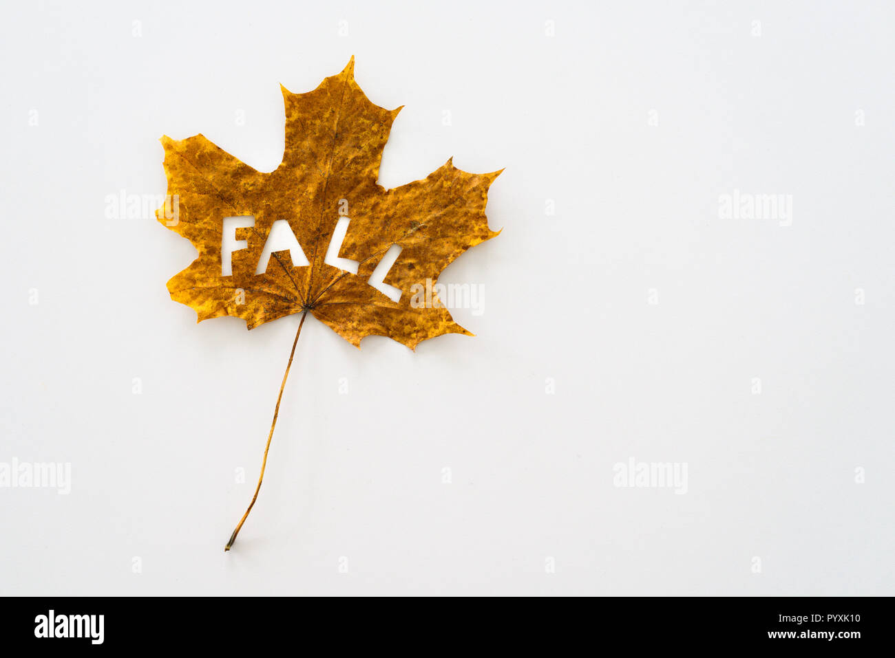 Big maple leaf mit geschnittenen aus Wort fallen auf weißem Hintergrund Stockfoto