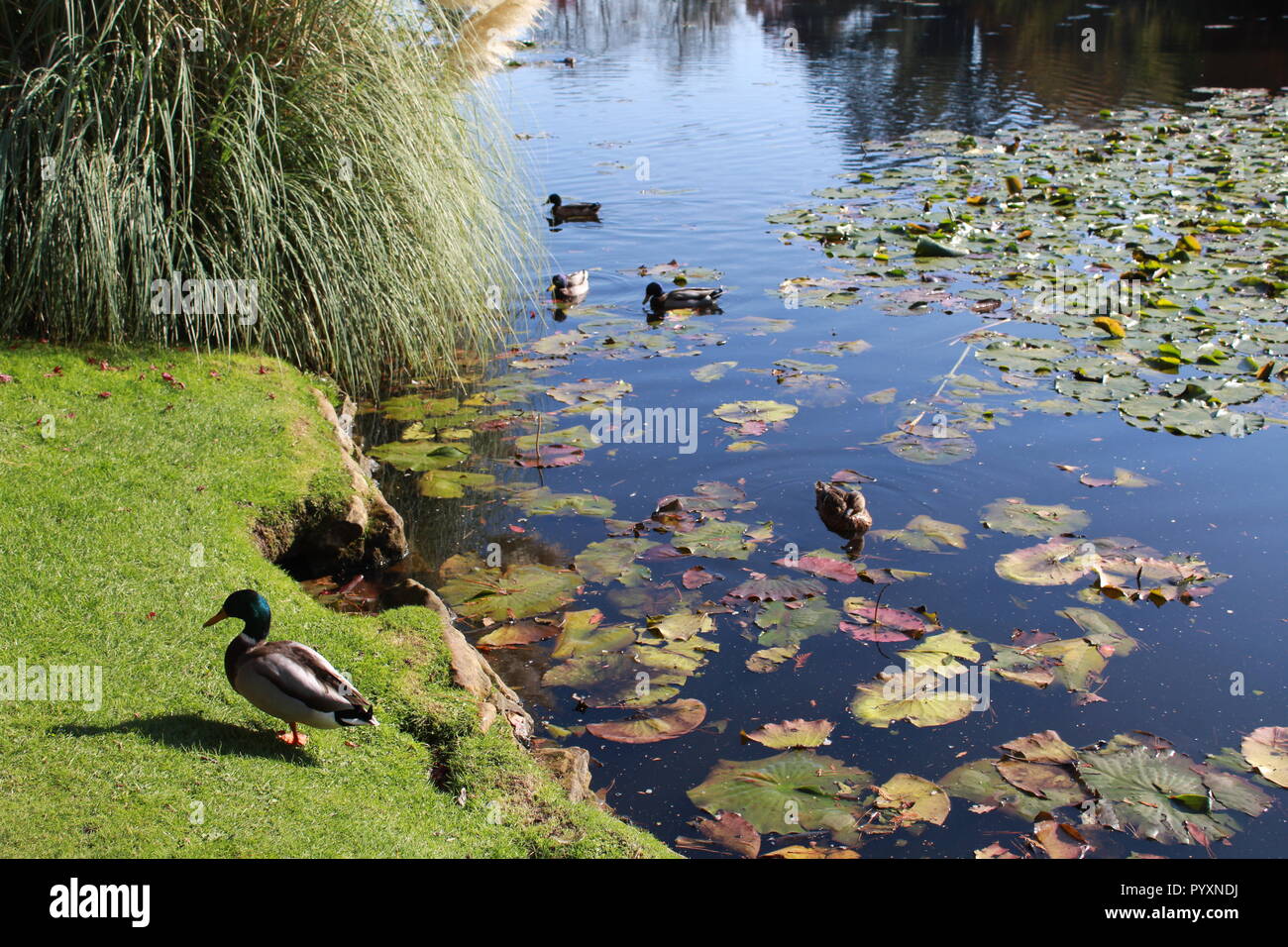 Enten schwimmen in einem See mit Seerosen Stockfoto