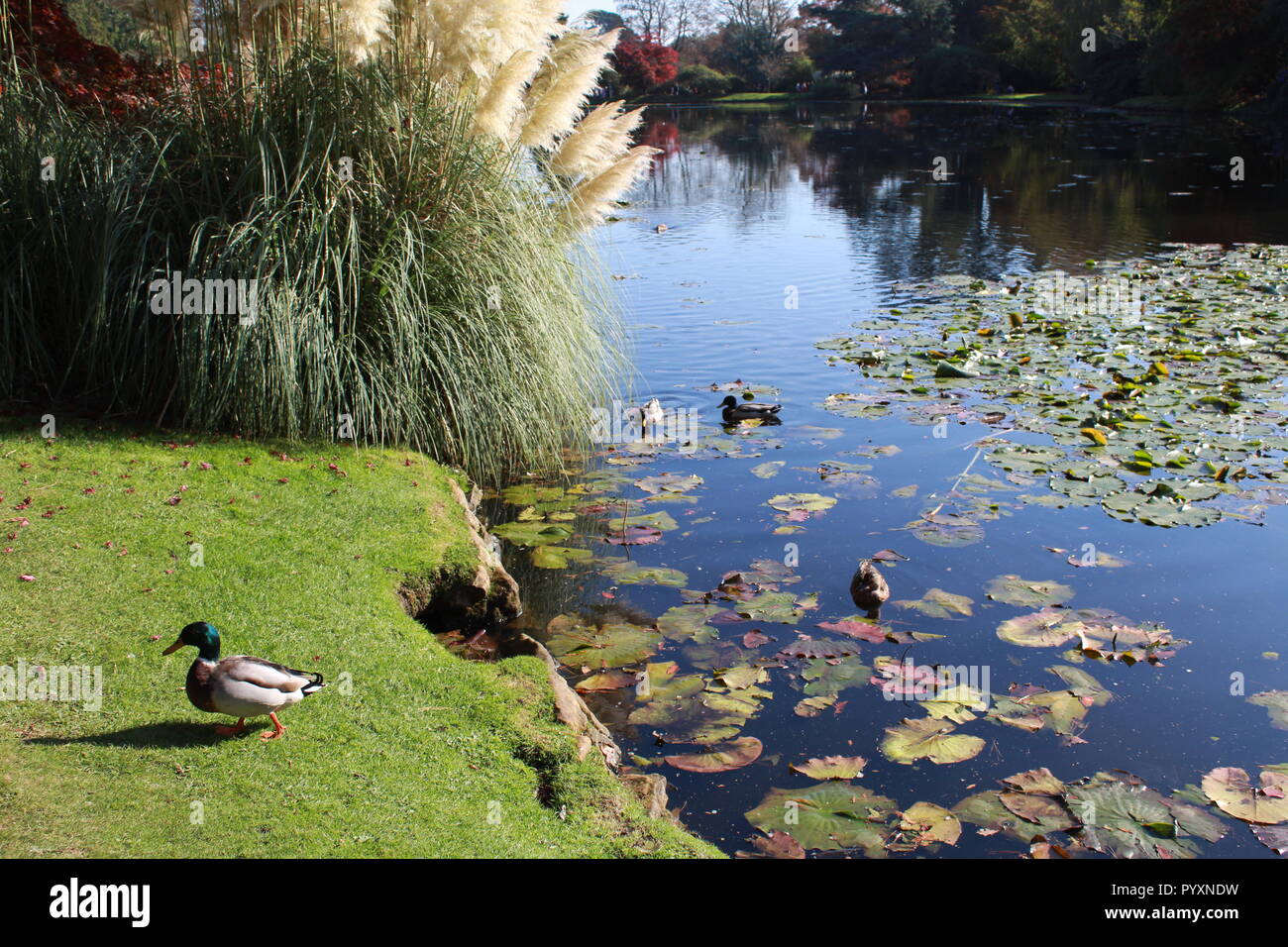Enten schwimmen in einem See mit Seerosen Stockfoto