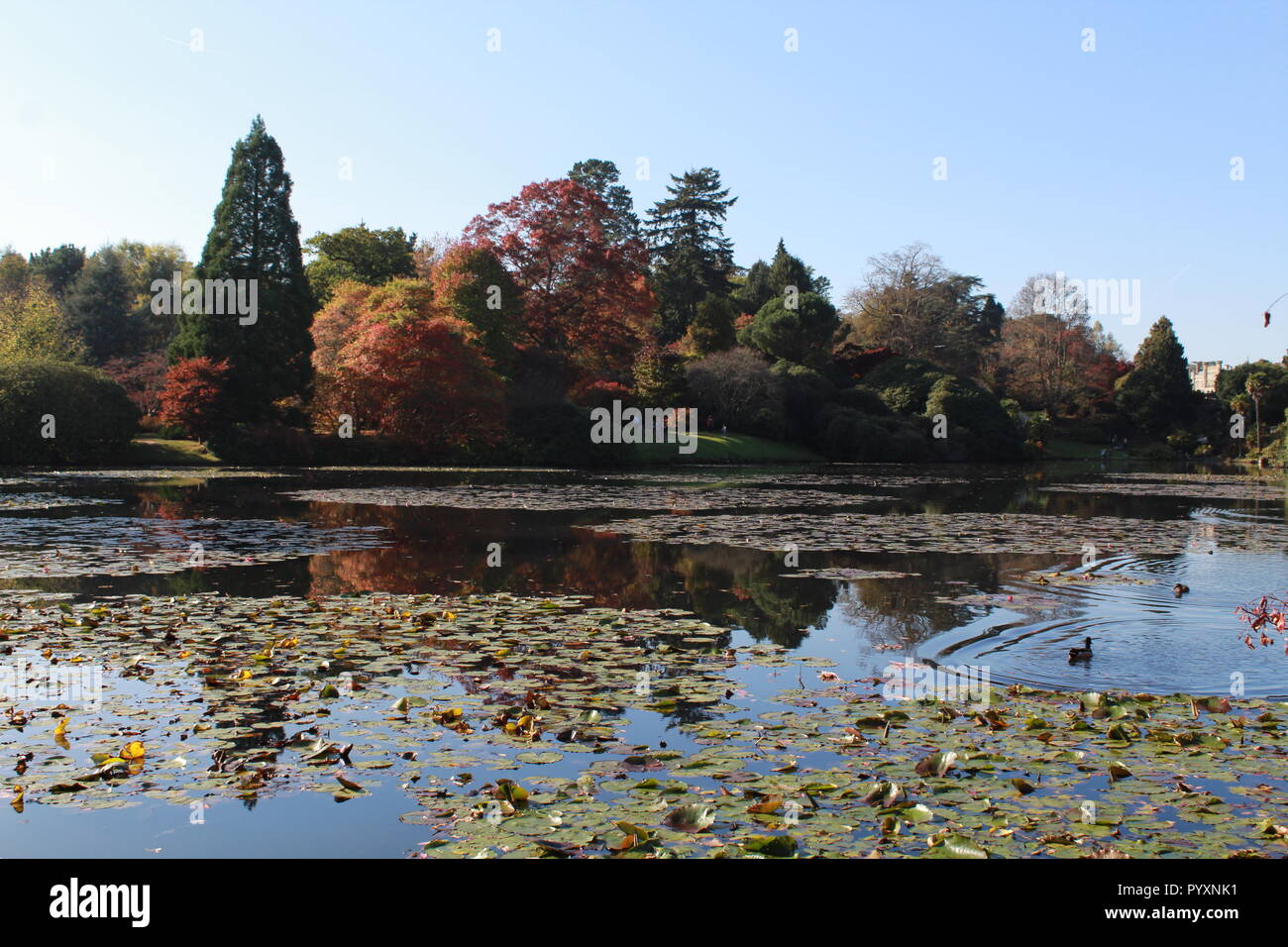 Die herbstlichen Bäume Bäume in See am Sheffield Park wider Stockfoto