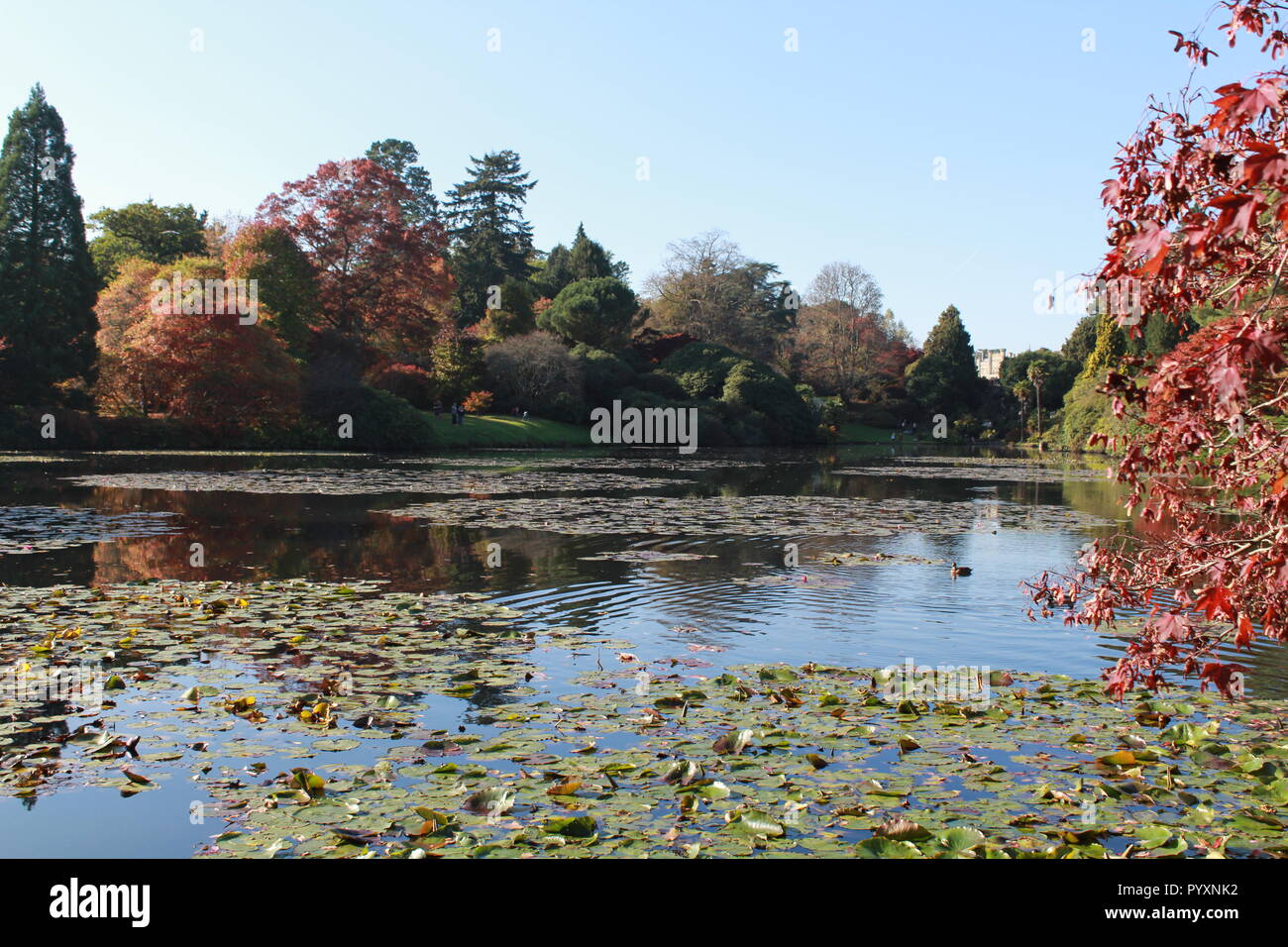 Die herbstlichen Bäume Bäume in See am Sheffield Park wider Stockfoto