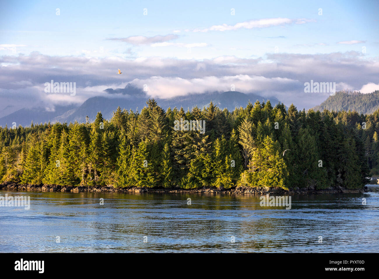 Nordamerika, Kanada, Britisch Kolumbien, Vancouver, Insel, Tofino, Clayoquot Sound, UNESCO-Biosphärenreservat Stockfoto