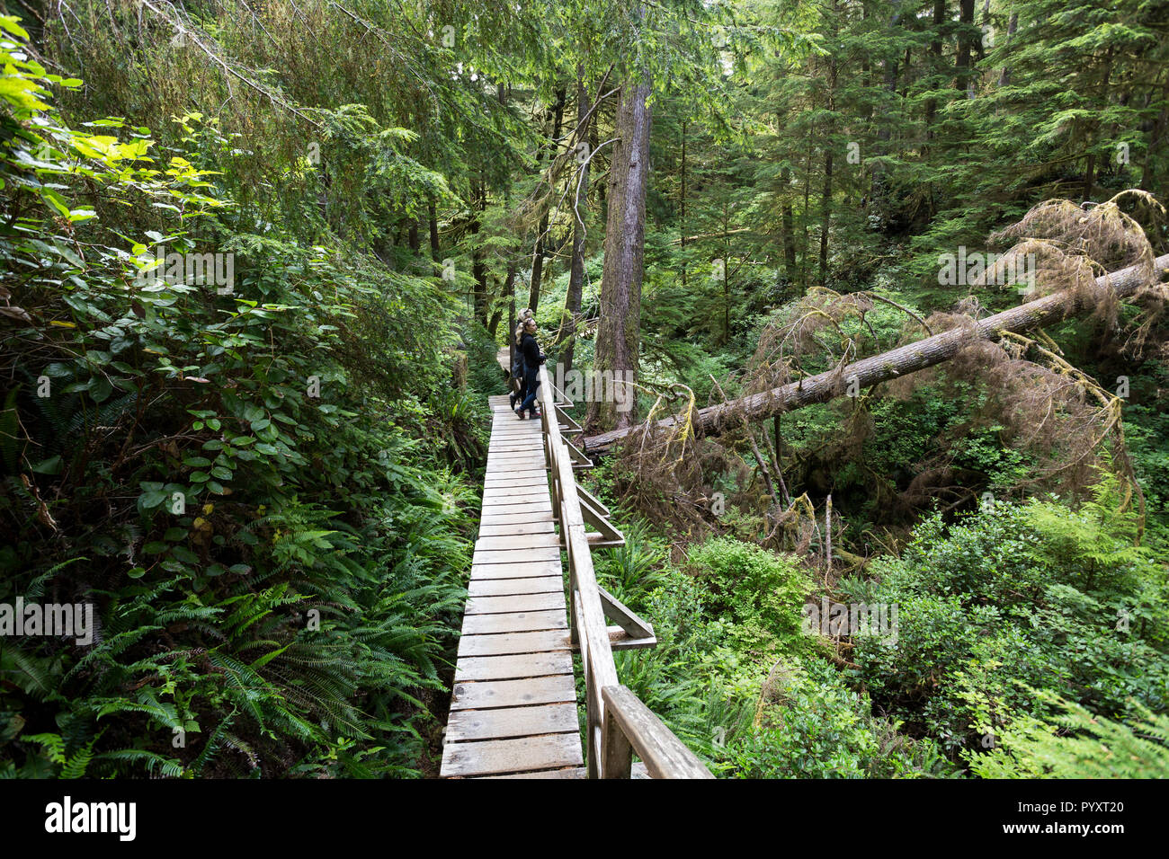 Nordamerika, Kanada, Britisch-Kolumbien, Vancouver Island, Pacific Rim National Park Reserve, zwei weibliche Touristen wandern auf den Regenwald Trail Stockfoto
