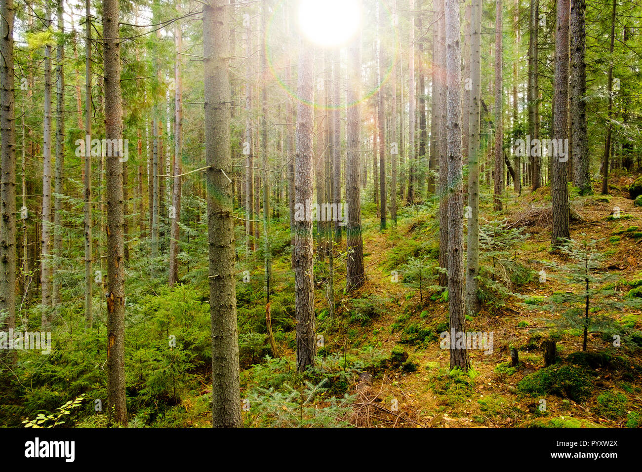 Wald mit Sonnenlicht. Stockfoto