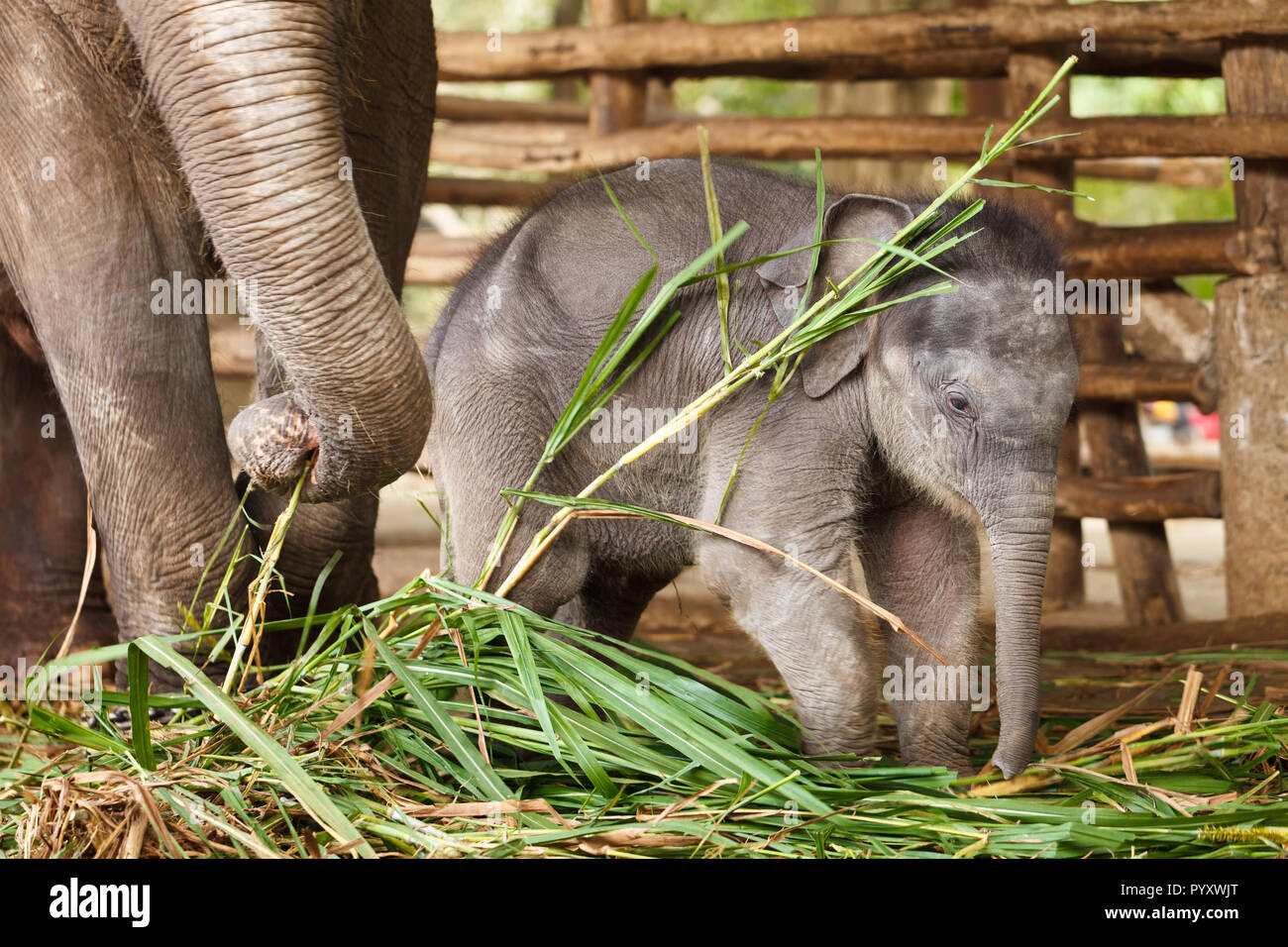 Lustige Baby Elefant spielt mit ihrer Mama Stockfoto