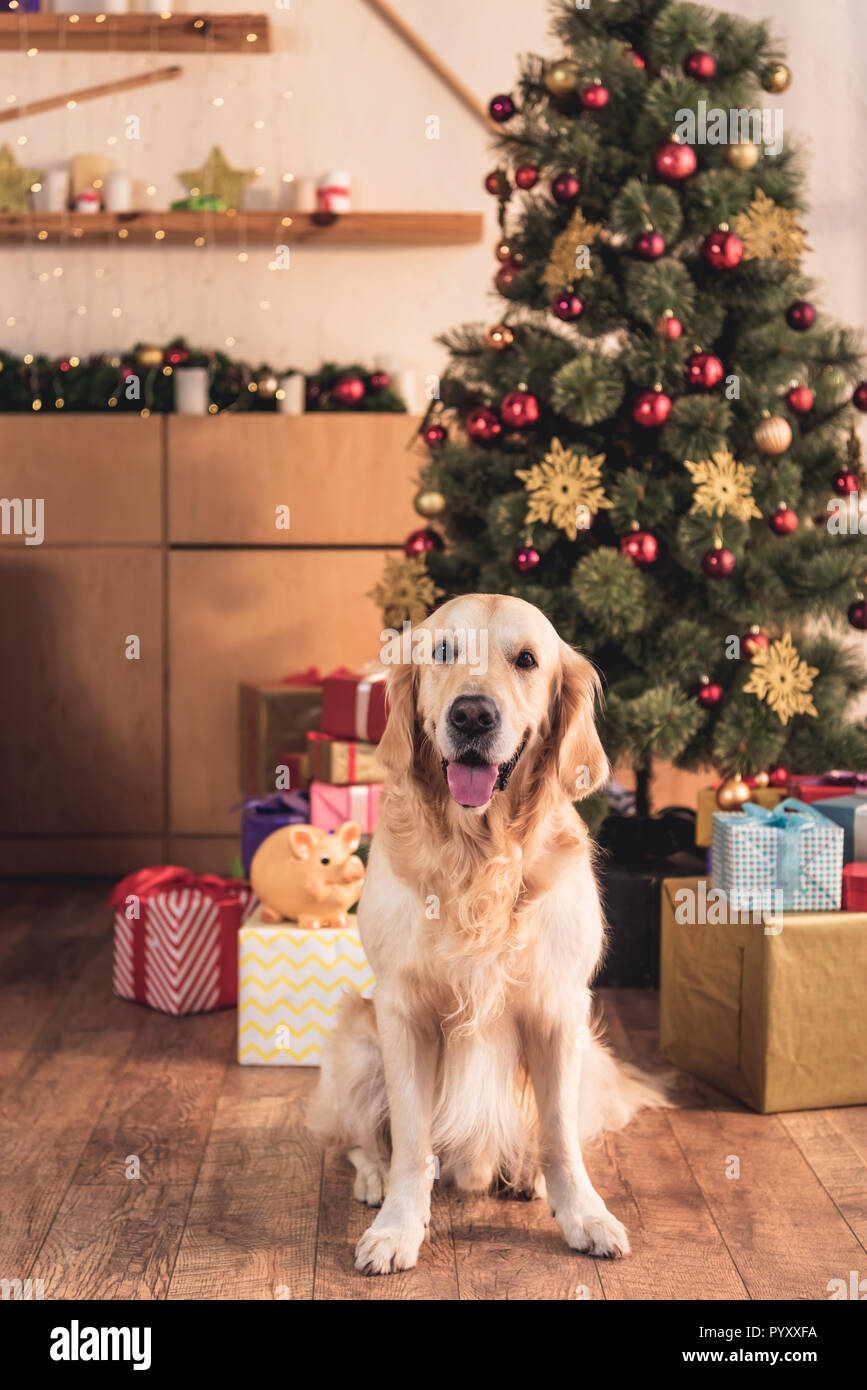 urlaubsbetreuung hund in der nähe