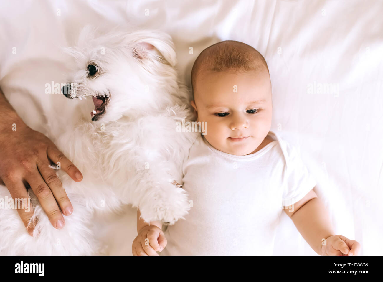Blick von oben auf die adorable Baby Boy im Bett liegend mit bichon Hund während Vater mit ihm spielen Stockfoto