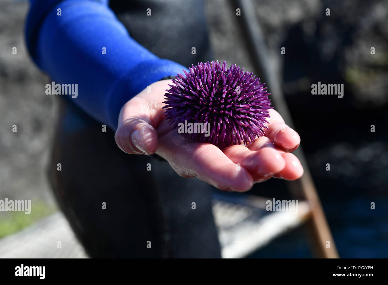 Spanien, Kanarische Inseln: Teneriffa. Purple sea urchin (Sphaerechinus granularis) in der Hand eines Jugendlichen das Tragen von Neoprenanzug. Veröffentlichung rechte OK *** L Stockfoto