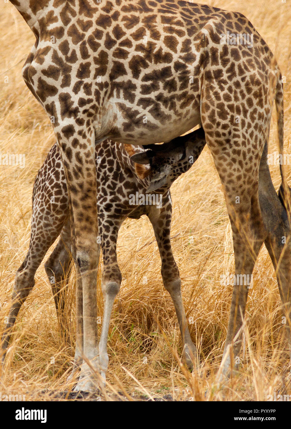 Eine junge Giraffe hat schnell zu saugen, wenn die Mutter für einen Feed, bevor Sie vor Raubtieren zu gewinnen gibt Stockfoto