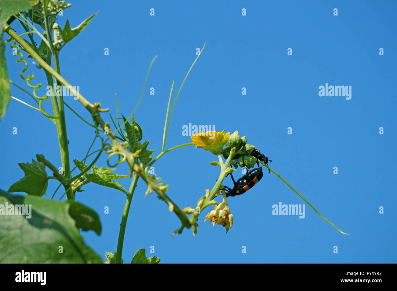 Orange blister Käfer und Luffa cylindrica Blume und frühem Sonnenschein Stockfoto