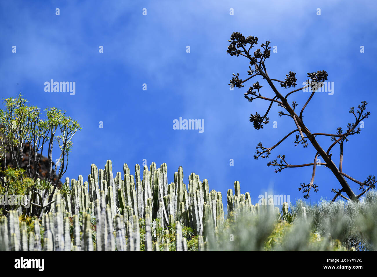 Spanien, Kanarische Inseln: Teneriffa. Euphorbia canariensis, allgemein bekannt als die Kanaren Wolfsmilch, endemisch auf den Kanarischen Inseln, und Aloe vera in Th Stockfoto