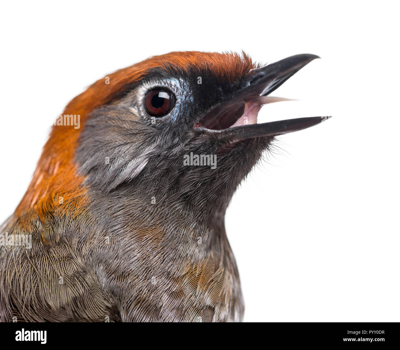 Nahaufnahme einer Red-tailed Laughingthrush twittern - Garrulax milnei, auf weissem isoliert Stockfoto
