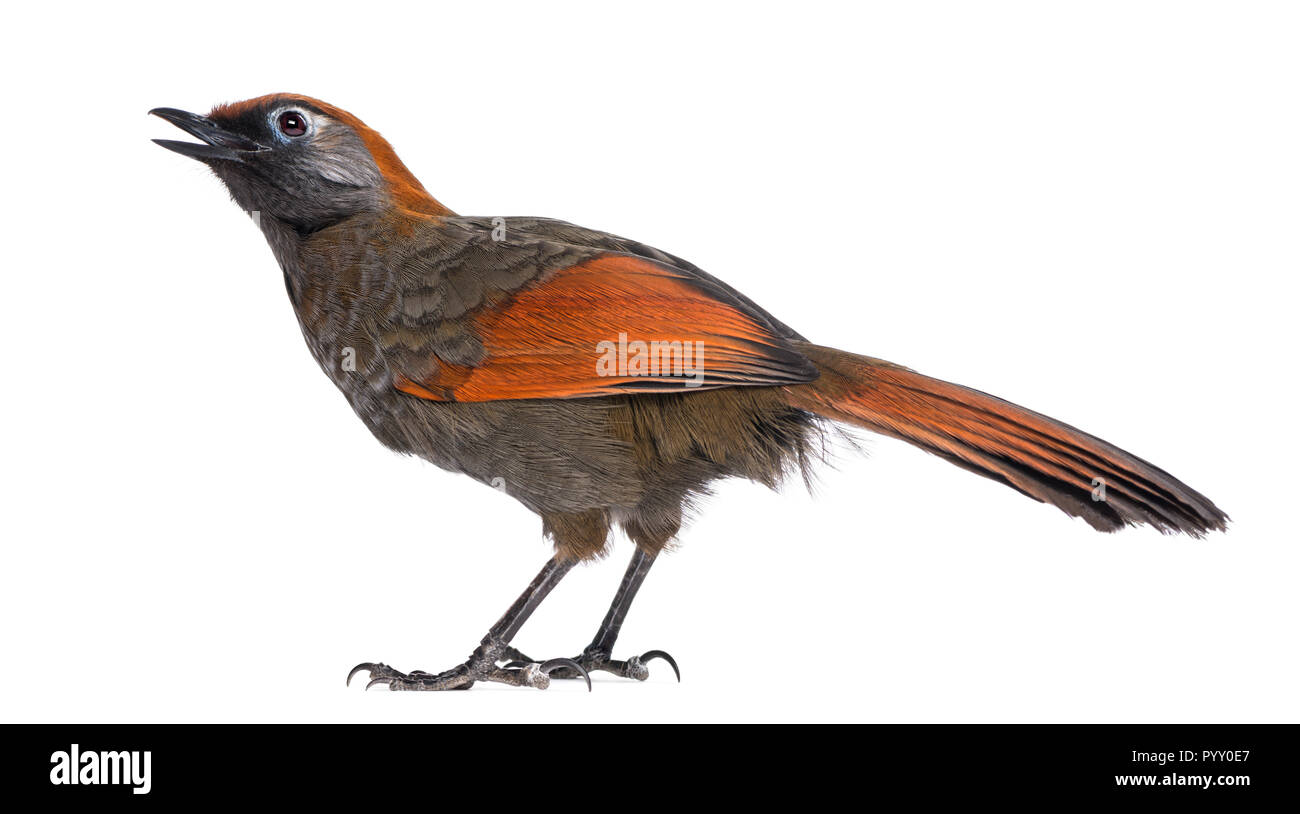 Ansicht von hinten auf einem Red-tailed Laughingthrush twittern, suchen - Garrulax milnei, isoliert auf weißem Stockfoto