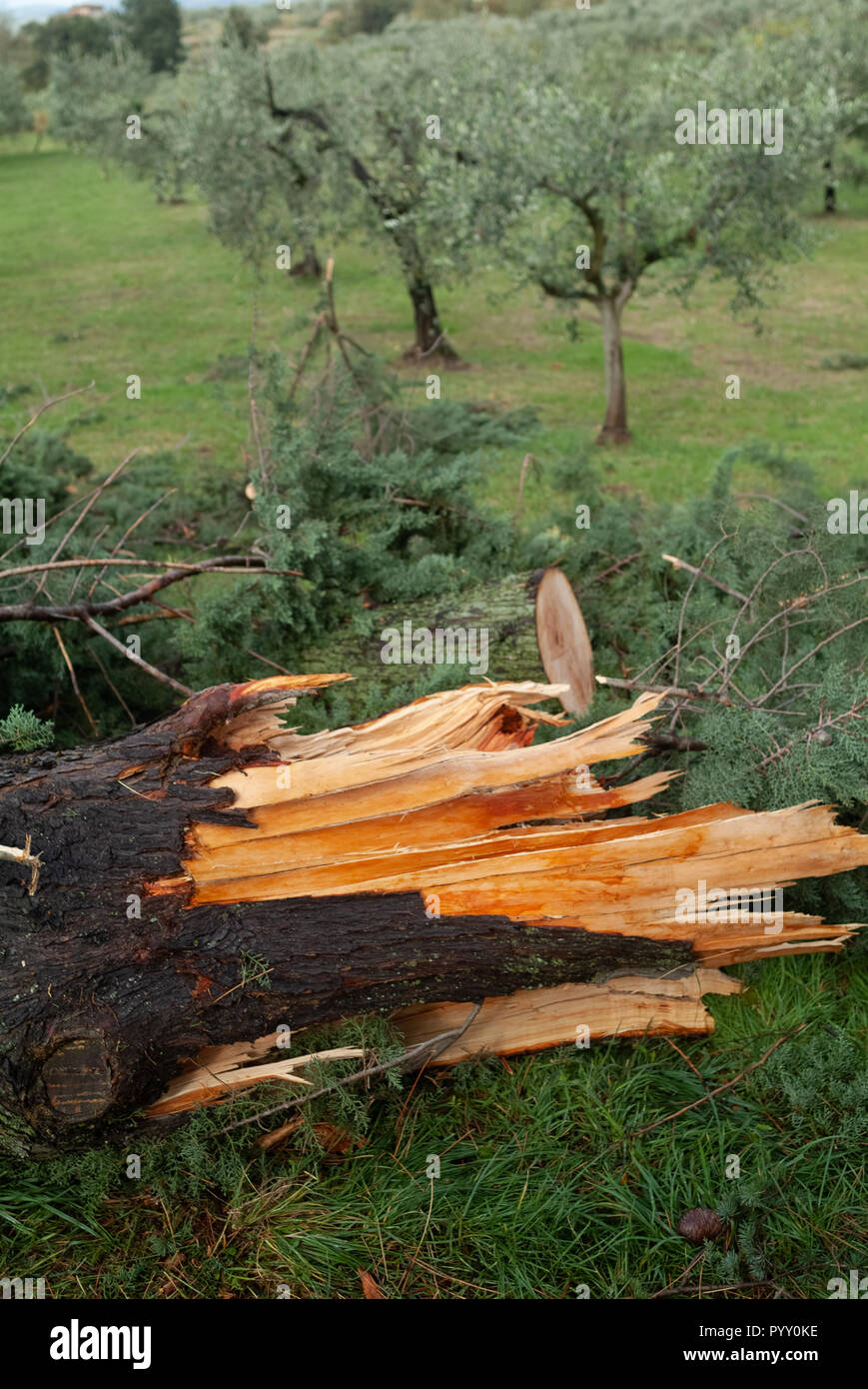 Reggello, Provinz Florenz. Hohe Valdarno. Italien - Oktober 30th, 2018-Straße Grenze Bäume von heute wind Sturm beschädigt, die stärkste seit Jahrzehnten. Stockfoto