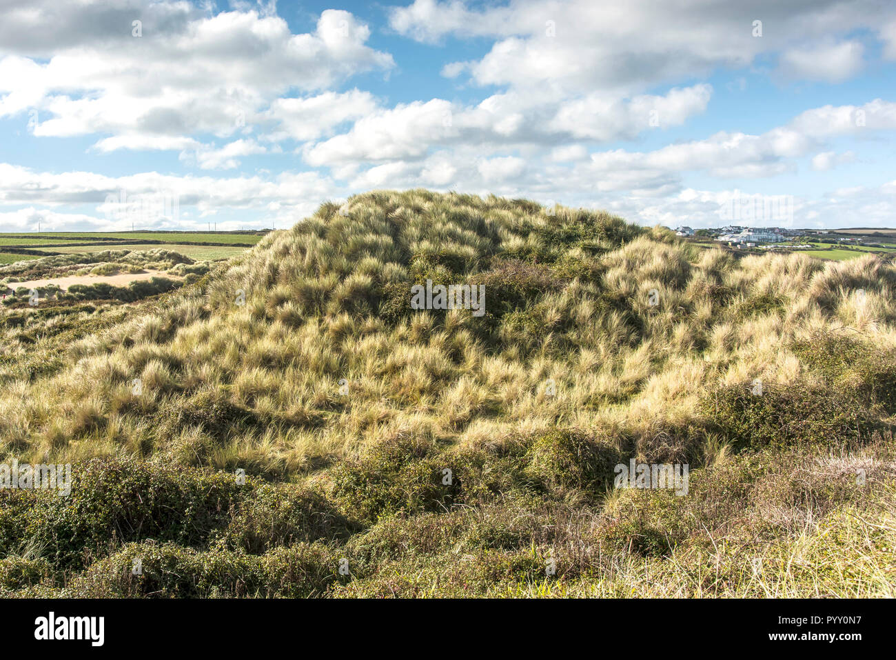 Ammophila marram Gras wachsen auf dem Sand dune System crantock in Newquay in Cornwall. Stockfoto