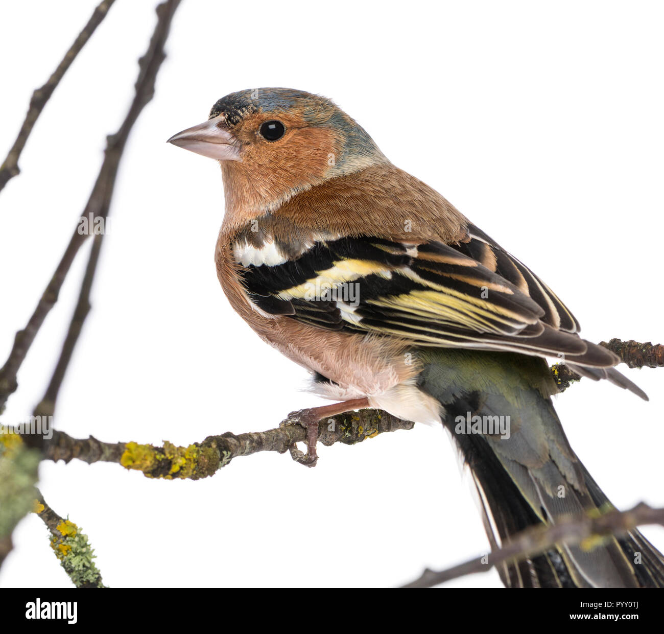 Männliche gemeinsame Buchfink auf einem Zweig - Fringilla coelebs Stockfoto