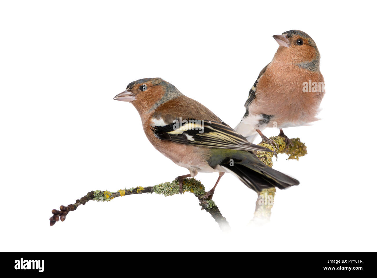 Zwei männliche Gemeinsame Chaffinchs - Fringilla coelebs auf Zweig Stockfoto