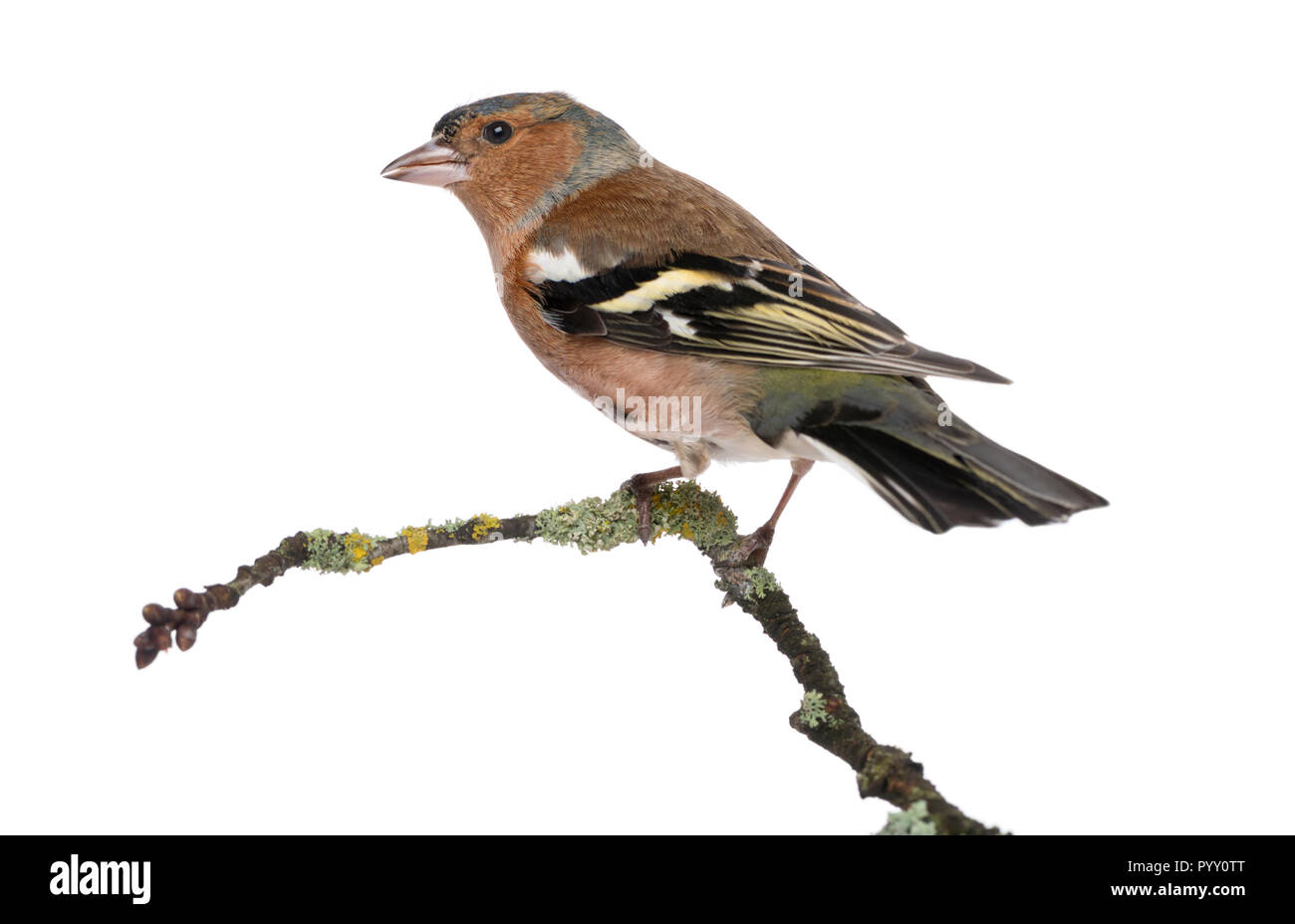 Männliche gemeinsame Buchfink auf einem Zweig - Fringilla coelebs Stockfoto