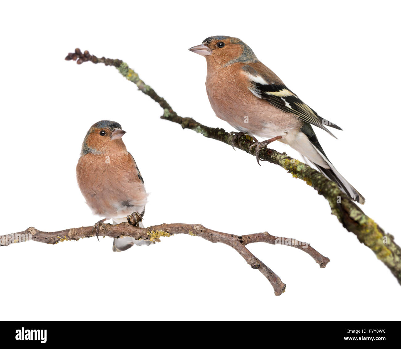 Zwei männliche Gemeinsame Chaffinchs - Fringilla coelebs auf Zweig Stockfoto