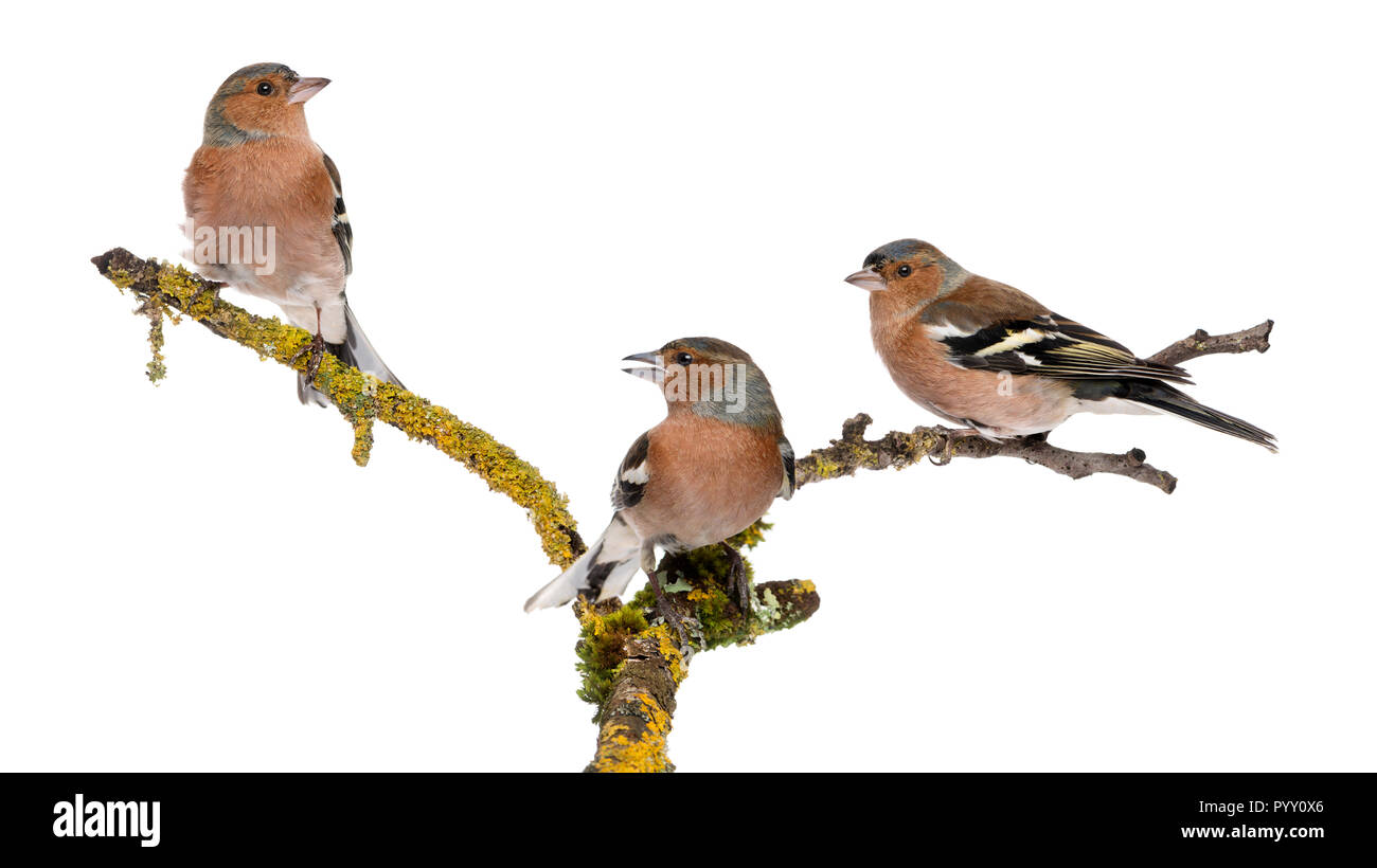 Drei gemeinsame Buchfink auf einem Zweig, Fringilla coelebs Stockfoto