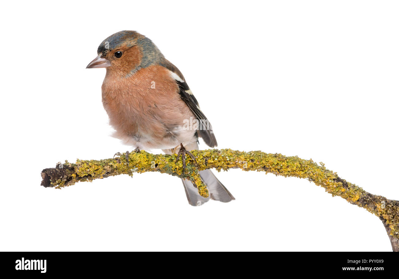 Männliche gemeinsame Buchfink auf einem Zweig - Fringilla coelebs Stockfoto