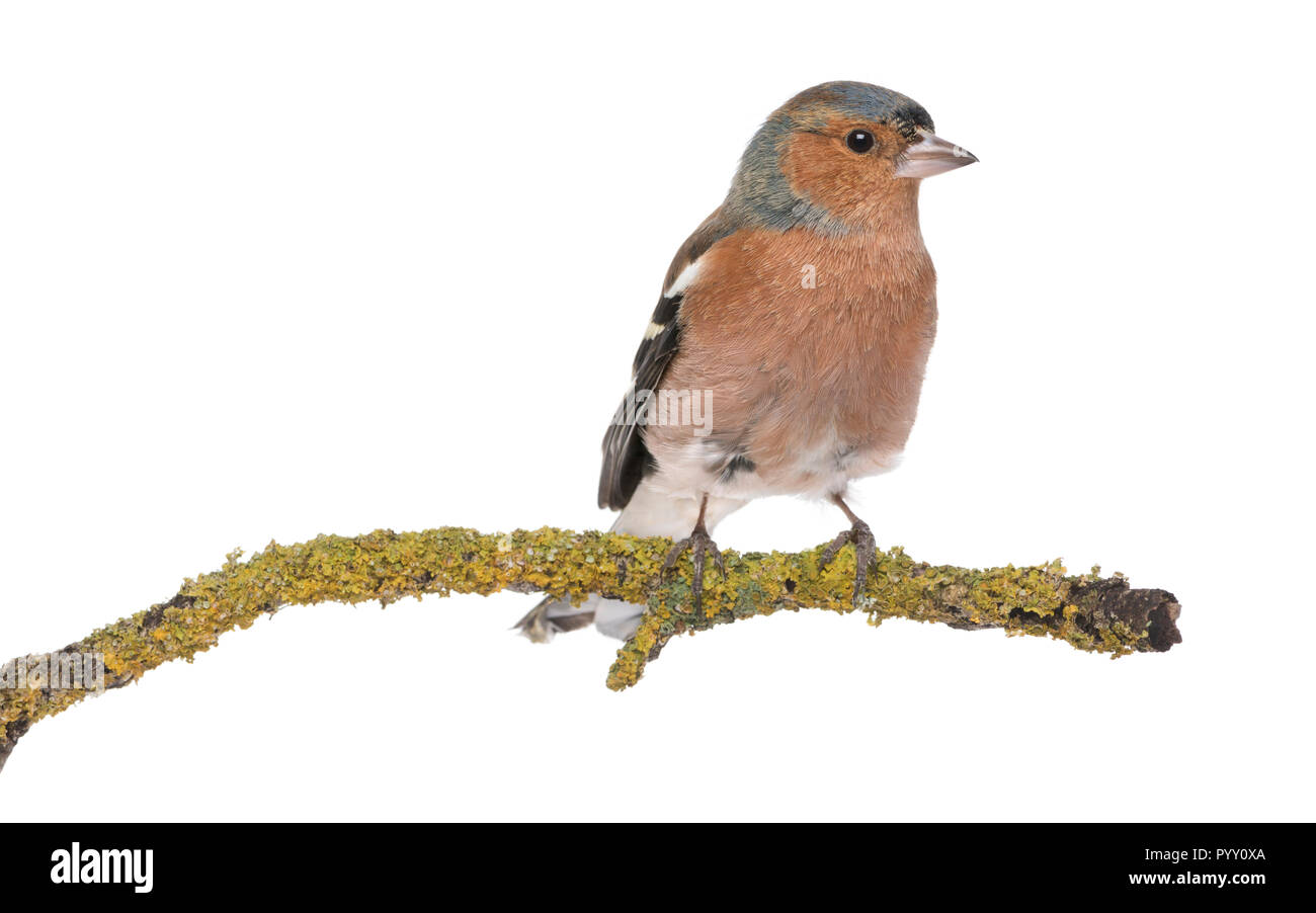 Männliche gemeinsame Buchfink - Fringilla coelebs auf Zweig Stockfoto