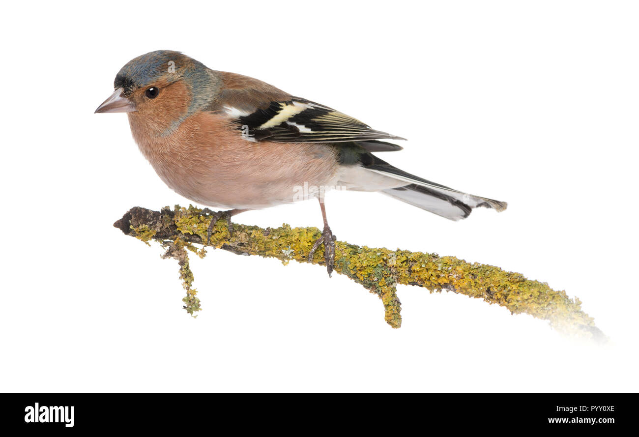 Männliche gemeinsame Buchfink auf einem Zweig - Fringilla coelebs Stockfoto