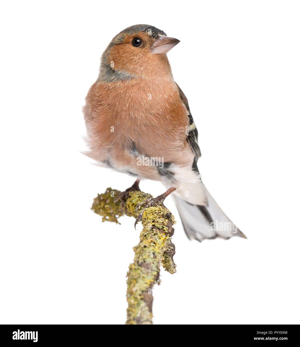 Männliche gemeinsame Buchfink auf einem Zweig - Fringilla coelebs Stockfoto