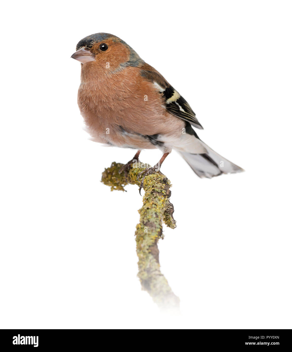 Männliche gemeinsame Buchfink auf einem Zweig - Fringilla coelebs Stockfoto