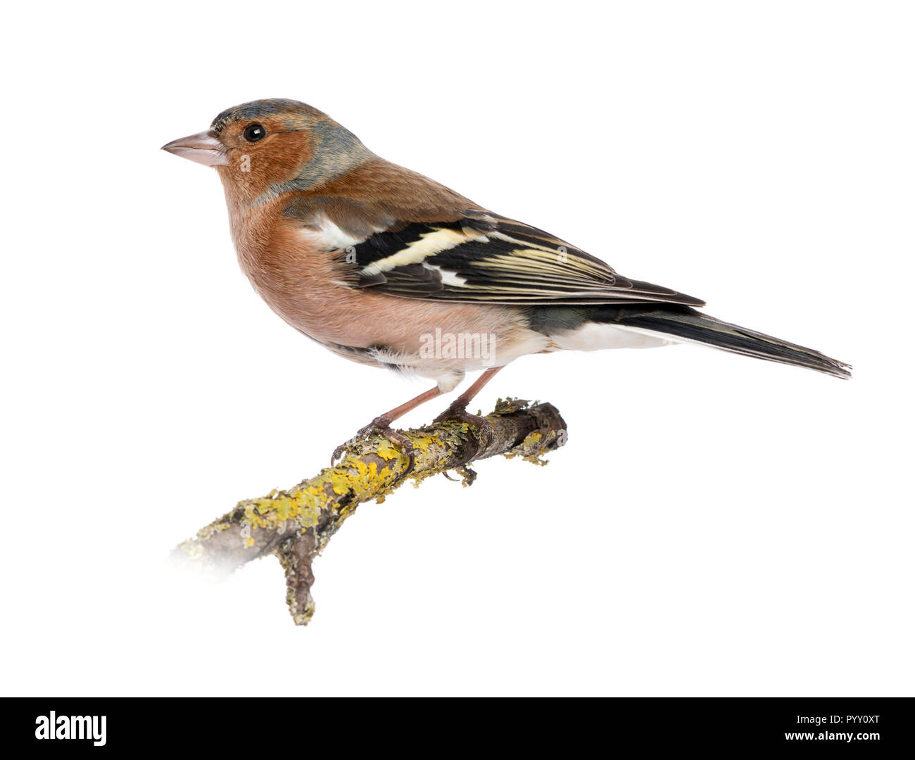 Männliche gemeinsame Buchfink auf einem Zweig - Fringilla coelebs Stockfoto