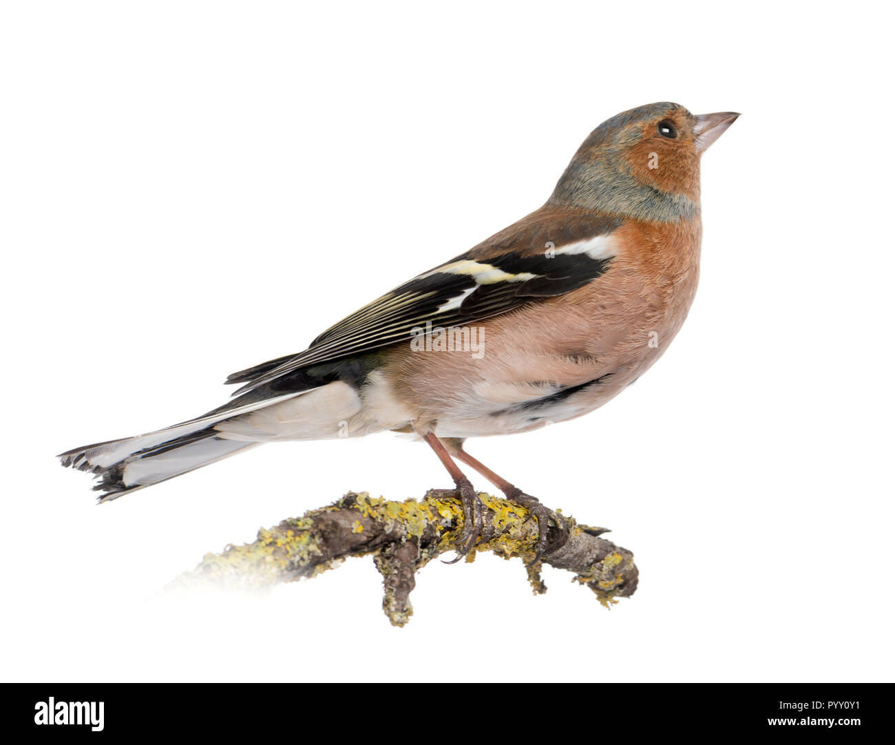 Männliche gemeinsame Buchfink auf einem Zweig - Fringilla coelebs Stockfoto