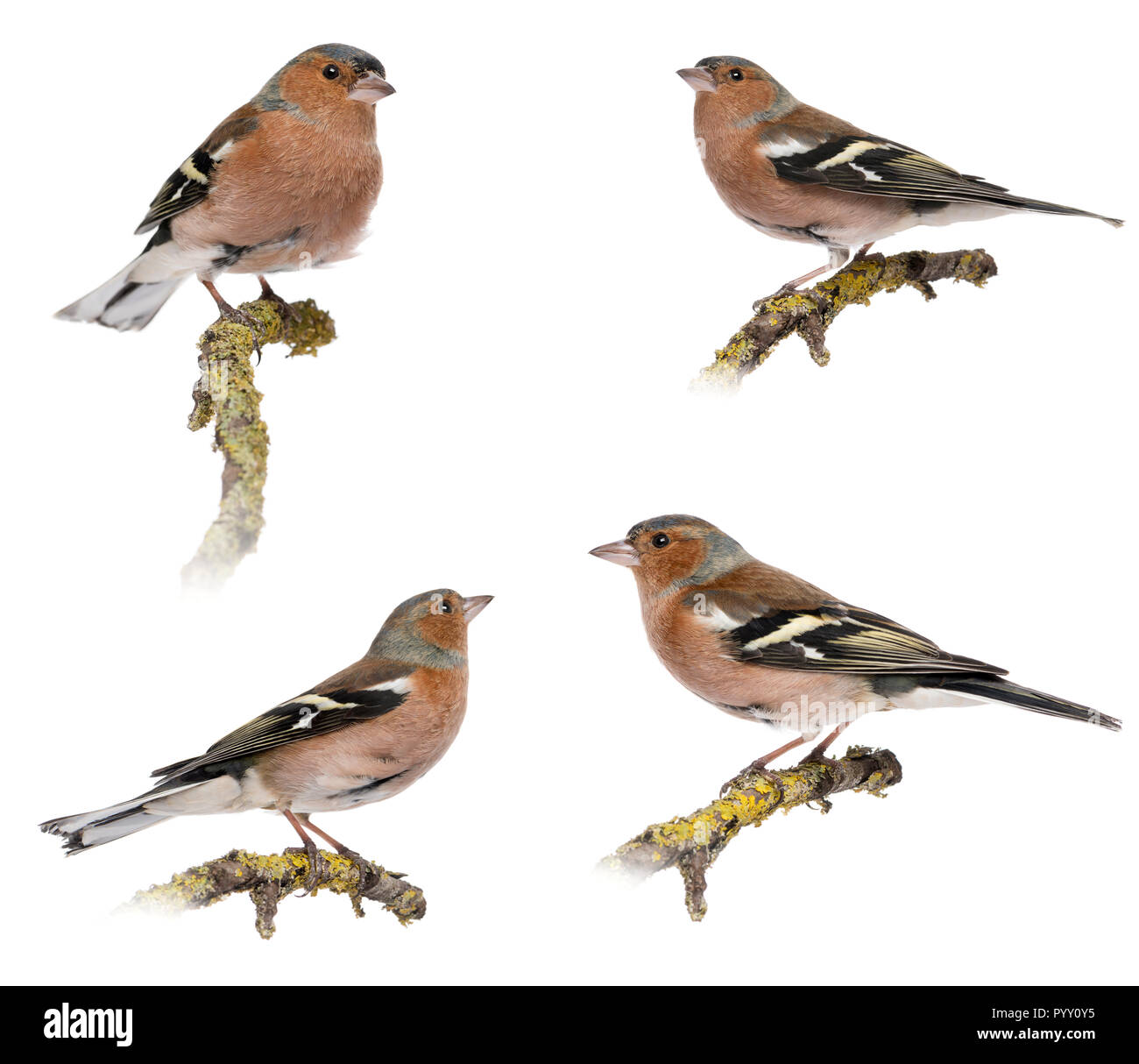 Vier Männer gemeinsame Buchfink - Fringilla coelebs auf einem Zweig, isoliert auf weißem Stockfoto