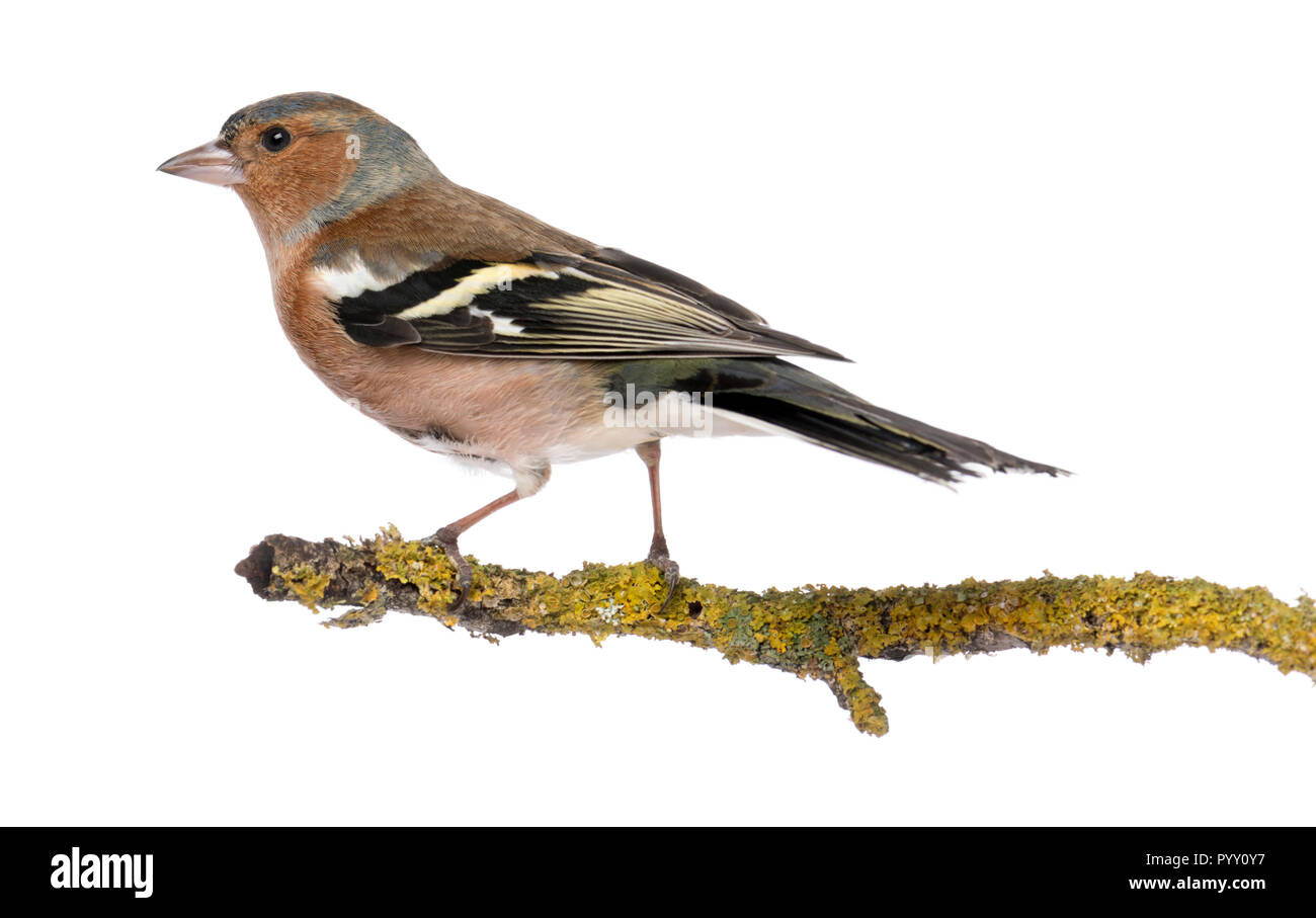 Männliche gemeinsame Buchfink auf einem Zweig - Fringilla coelebs Stockfoto