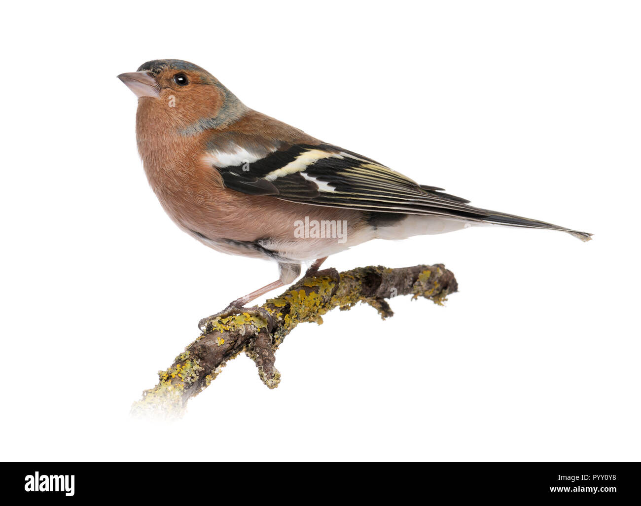 Männliche gemeinsame Buchfink auf einem Zweig - Fringilla coelebs Stockfoto