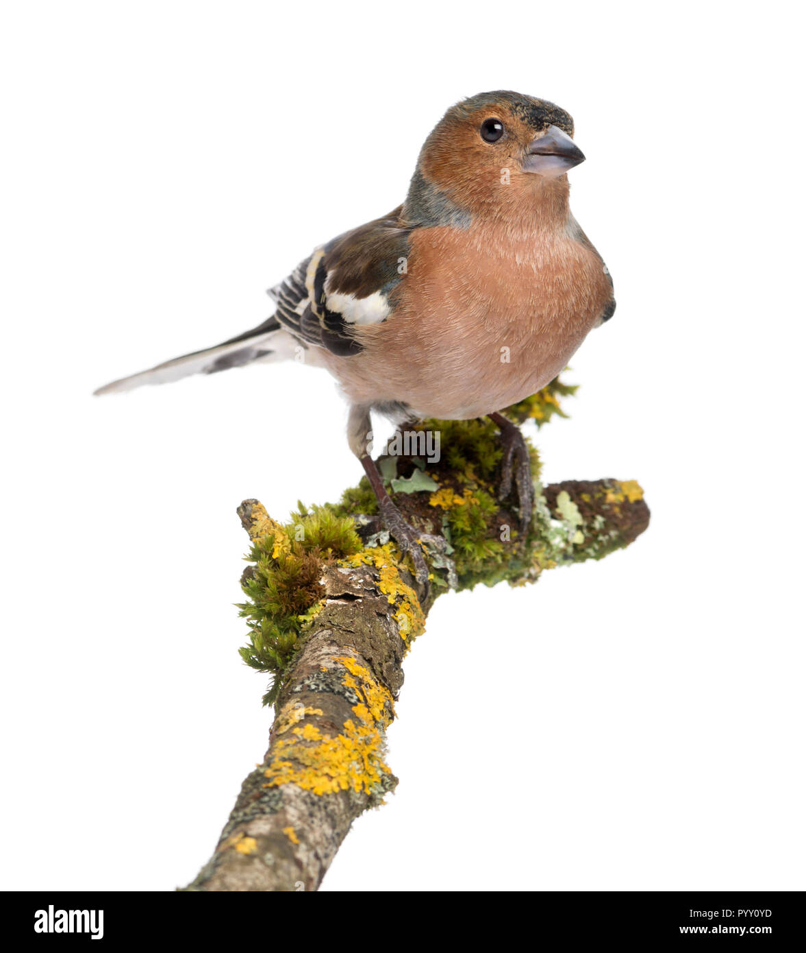 Männliche gemeinsame Buchfink - Fringilla coelebs auf Zweig Stockfoto