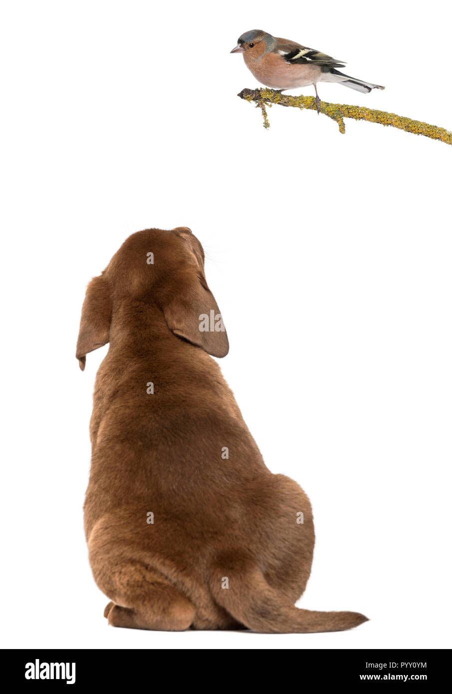 Labrador Retriever Welpen sitzen und die Suche nach einer gemeinsamen Buchfink thront auf einem Zweig, isoliert auf weißem Stockfoto