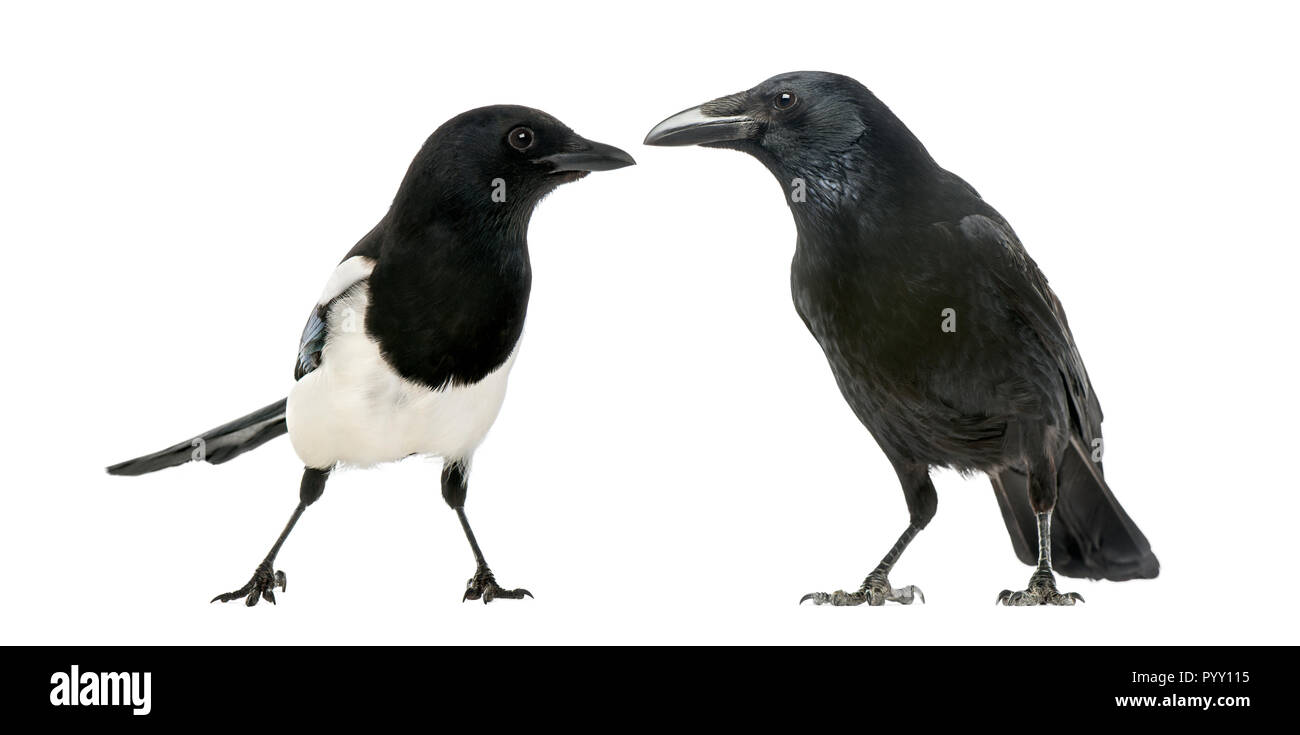 Gemeinsame Elster und Rabenkrähe einander zugewandt Stockfoto